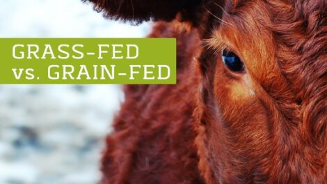 Grass vs. Grain: Improving the Nutritional Profile of Beef (And Making Pastured Meat More Affordable) Image